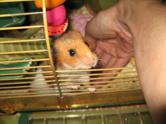 My hamster Lucy's demanding better treats.