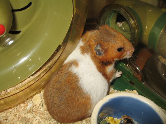 My hamster Lucy's demanding better treats.