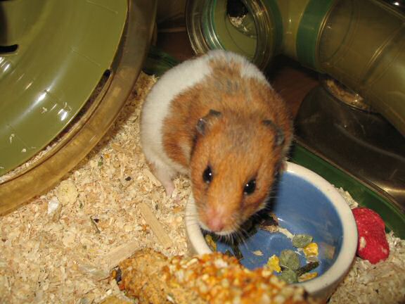 My hamster Lucy's demanding better treats.