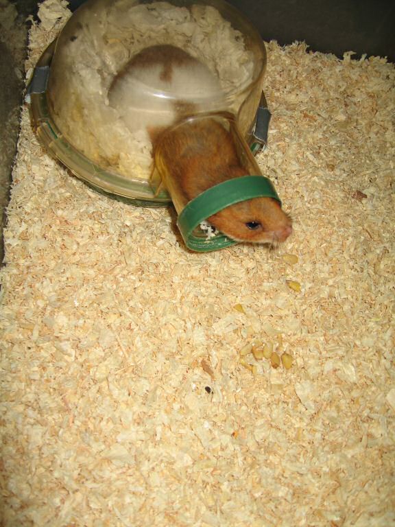 My hamster Lucy's demanding better treats.