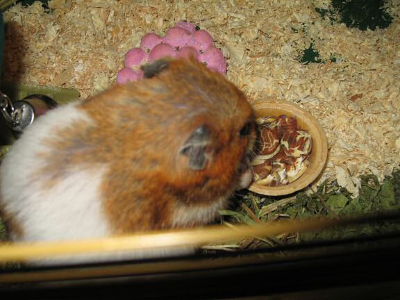 My hamster Lucy's new Treat experience.