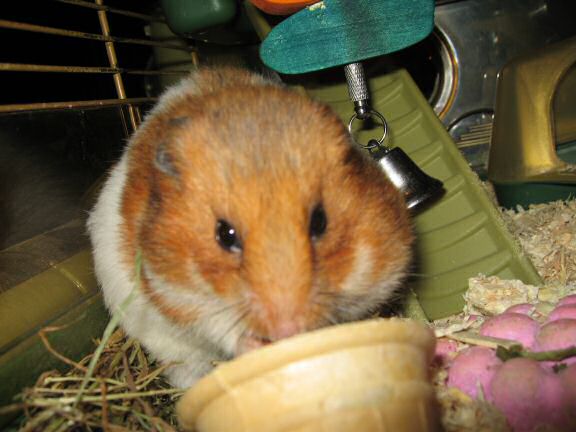 My hamster Lucy's new Treat experience.