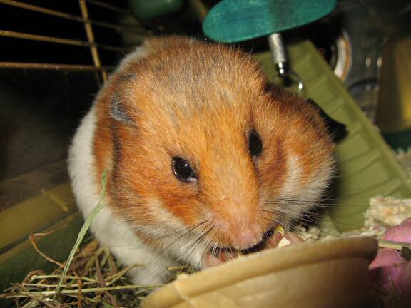 My hamster Lucy's new Treat experience.