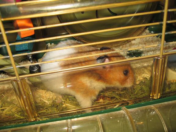 My hamster Lucy's new Treat experience.