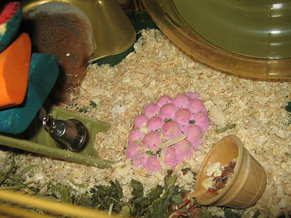 My hamster Lucy's new Treat experience.