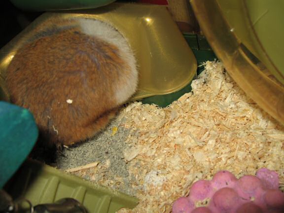 My hamster Lucy's Bed- and Bath-room mess.
