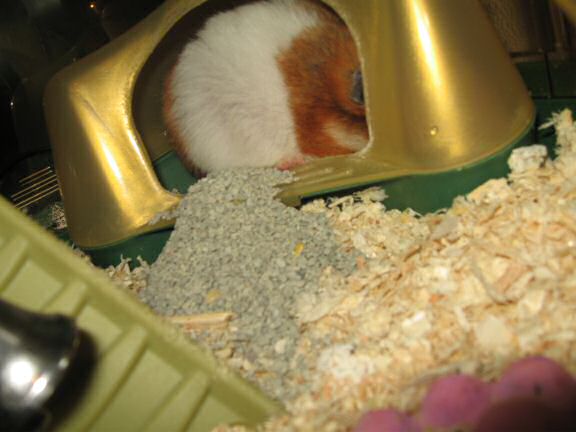 My hamster Lucy's Bed- and Bath-room mess.