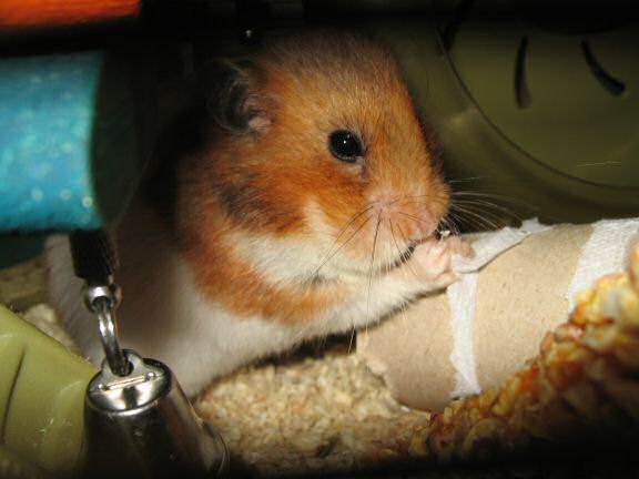 My hamster Lucy, the 'TP-Roll Specialist'.