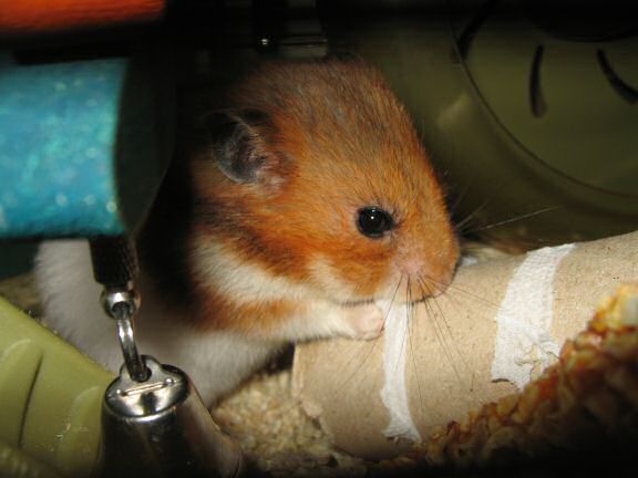 My hamster Lucy, the 'TP-Roll Specialist'.