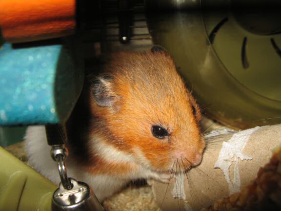 My hamster Lucy, the 'TP-Roll Specialist'.