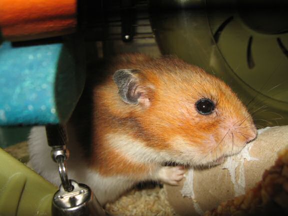 My hamster Lucy, the 'TP-Roll Specialist'.