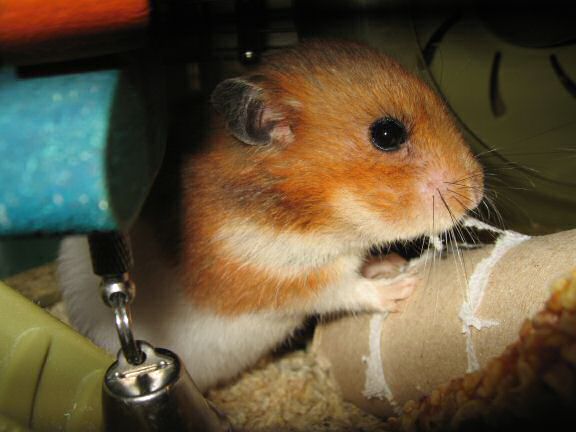 My hamster Lucy, the 'TP-Roll Specialist'.