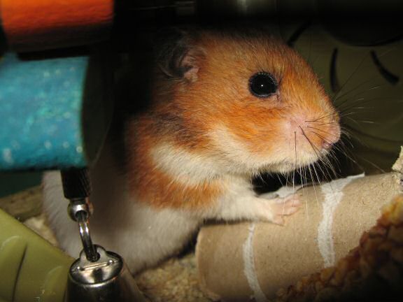 My hamster Lucy, the 'TP-Roll Specialist'.