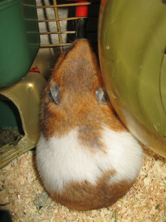 My hamster Lucy having a drink from her waterbottle.