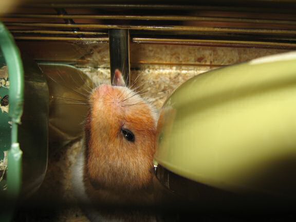 My hamster Lucy having a drink from her waterbottle.