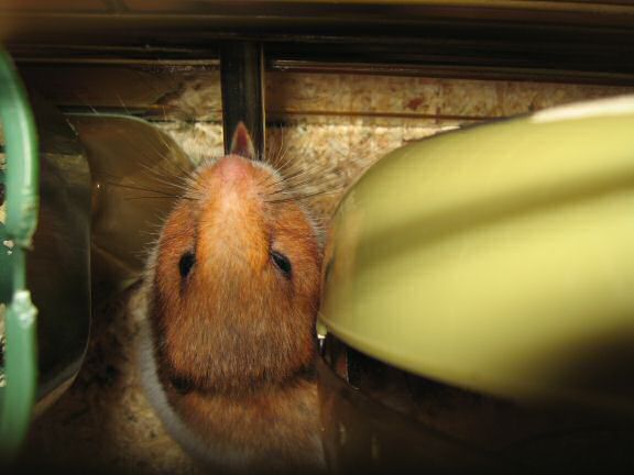 My hamster Lucy having a drink from her waterbottle.