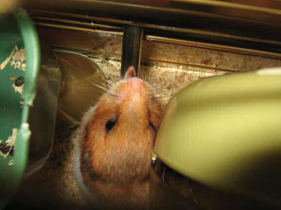 My hamster Lucy having a drink from her waterbottle.