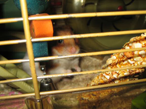 My hamster Lucy having a drink from her waterbottle.