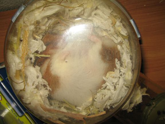 My hamster Lucy is keen on her privacy.