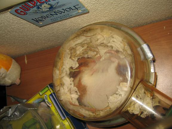 My hamster Lucy is keen on her privacy.