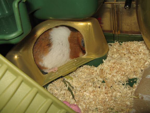 My hamster Lucy is keen on her privacy.