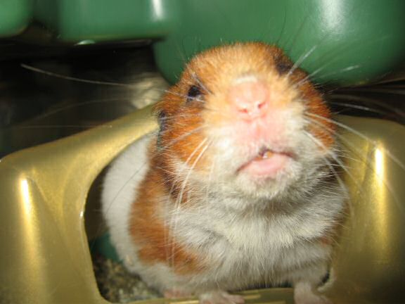 My hamster Lucy is keen on her privacy.