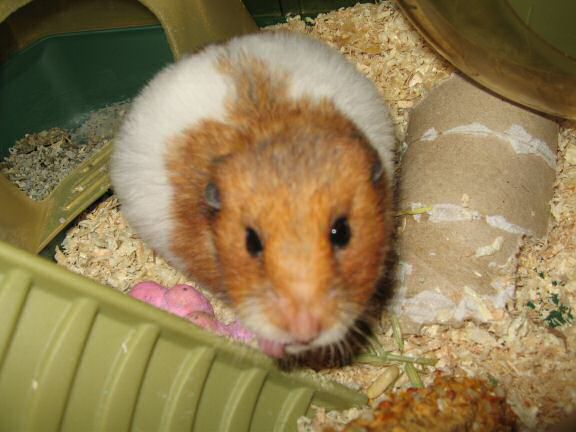 My hamster Lucy is keen on her privacy.