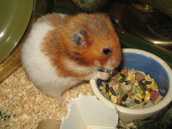 My hamster Lucy is keen on her privacy.