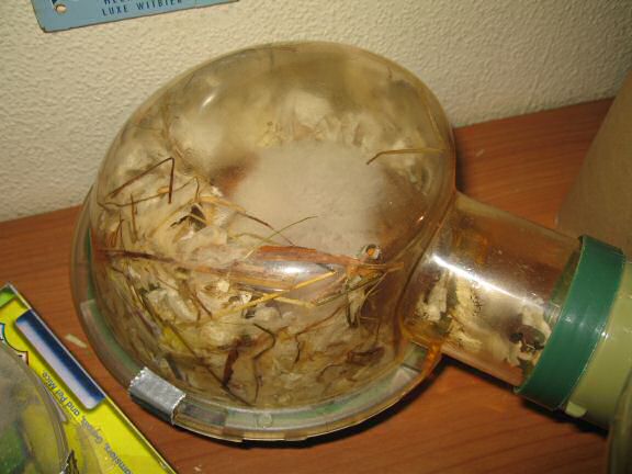 My hamster Lucy sleeping in a bedroom that needs some cleaning.