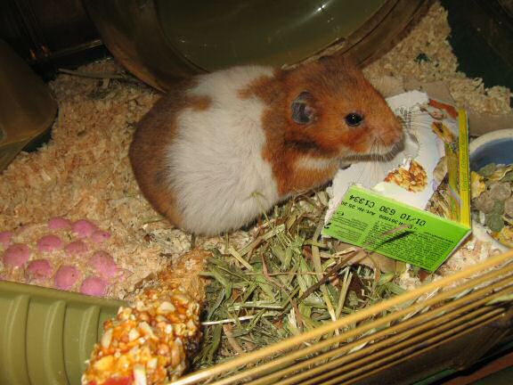 My hamster Lucy preference on what to pouch first.