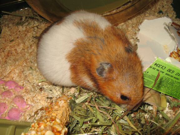 My hamster Lucy preference on what to pouch first.