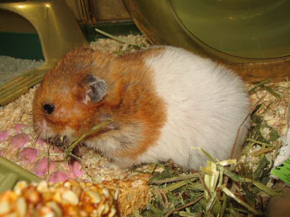 My hamster Lucy preference on what to pouch first.