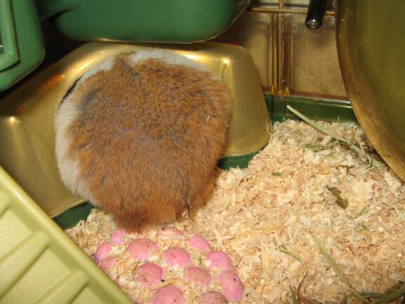 My hamster Lucy preference on what to pouch first.