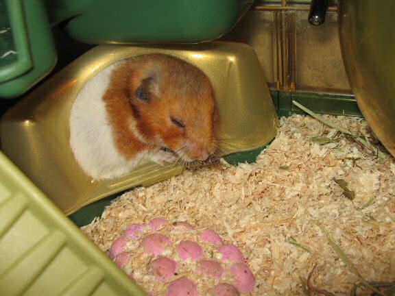 My hamster Lucy preference on what to pouch first.