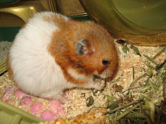 My hamster Lucy's ALMOST birthday.