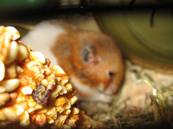 My hamster Lucy's ALMOST birthday.