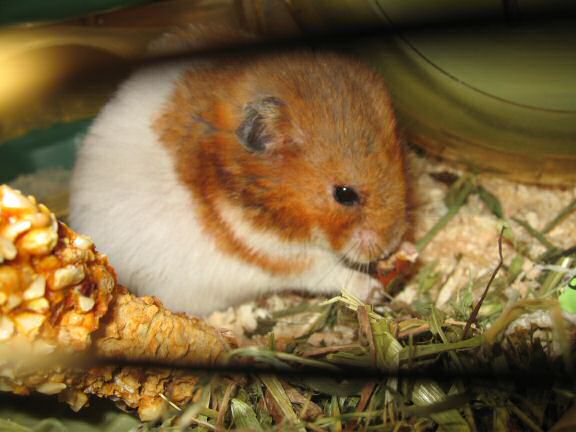 My hamster Lucy's ALMOST birthday.