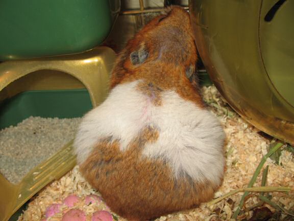 My hamster Lucy's ALMOST birthday.