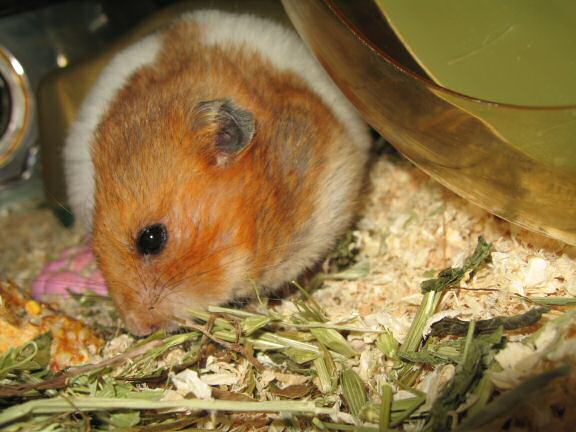 My hamster Lucy's ALMOST birthday.