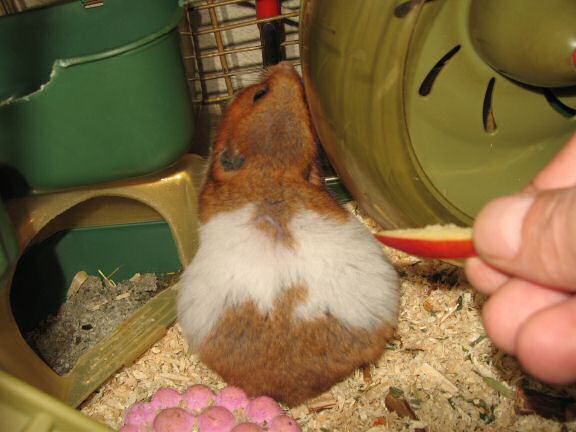 My hamster Lucy's second birthday.