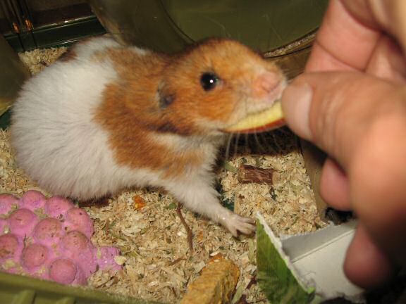 My hamster Lucy's second birthday.