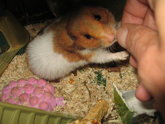 My hamster Lucy's second birthday.