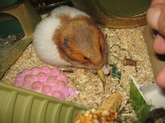 My hamster Lucy's second birthday.