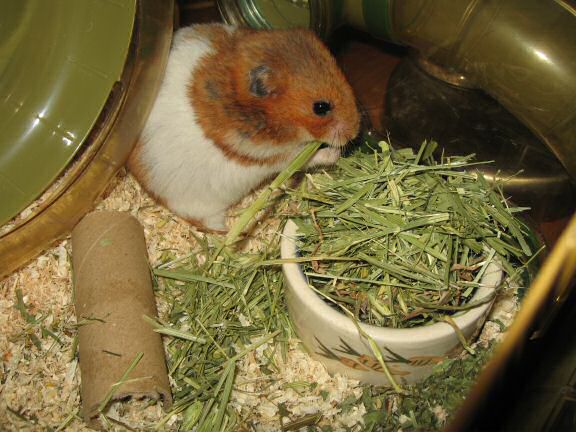 Spending day 700 with my hamster Lucy !!!