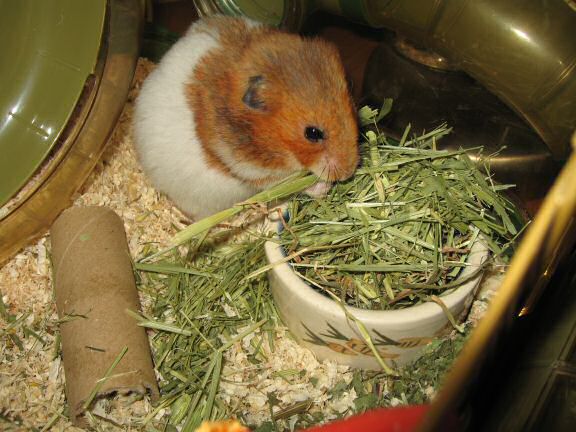 Spending day 700 with my hamster Lucy !!!