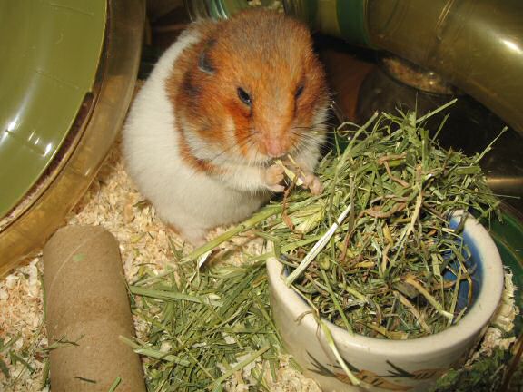 Spending day 700 with my hamster Lucy !!!