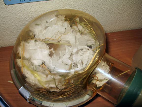 My hamster Lucy enjoying her sleep ...