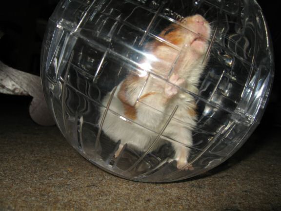 My hamster Lucy wayving Hello to Jess and Marion.