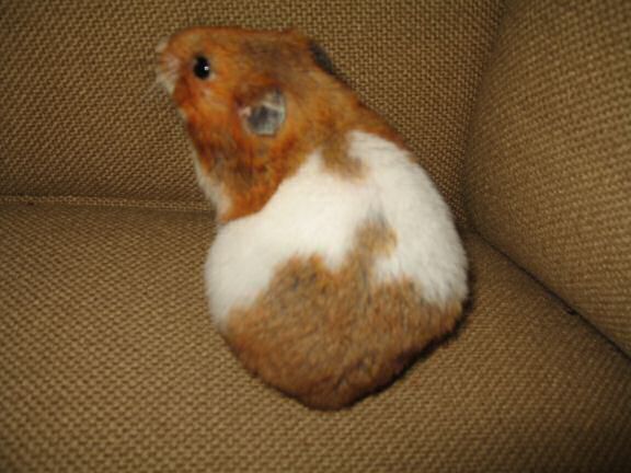 My hamster Lucy enjoying off(-line) time.