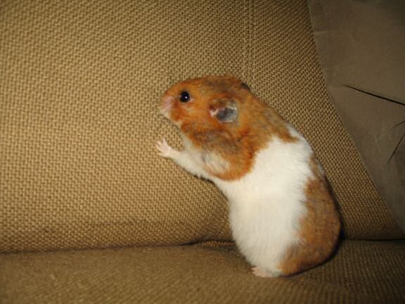 My hamster Lucy enjoying off(-line) time.